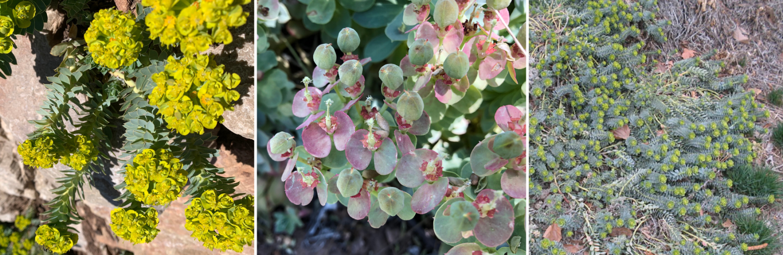 Myrtle Spurge Grid - Web